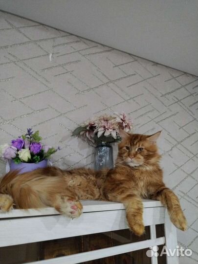 Мейн-кун вязка