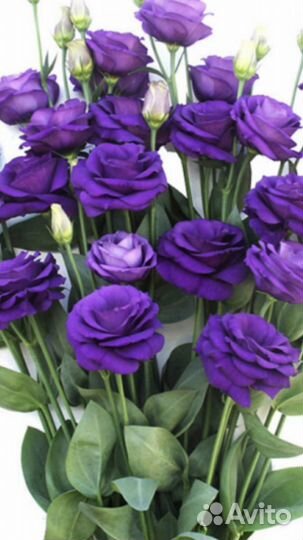 Рассада цветов эустома (лизиантус)