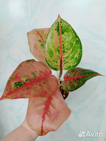 Аглаонемы 22