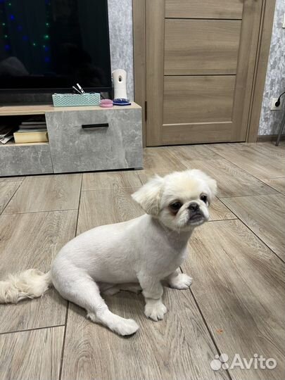 Вязка пекинес