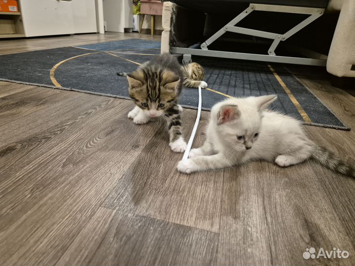 Продам котят