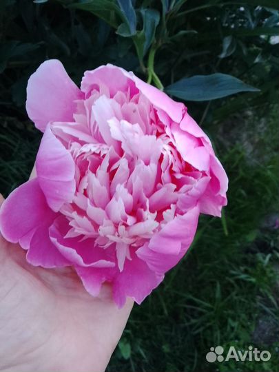Пионы саженцы