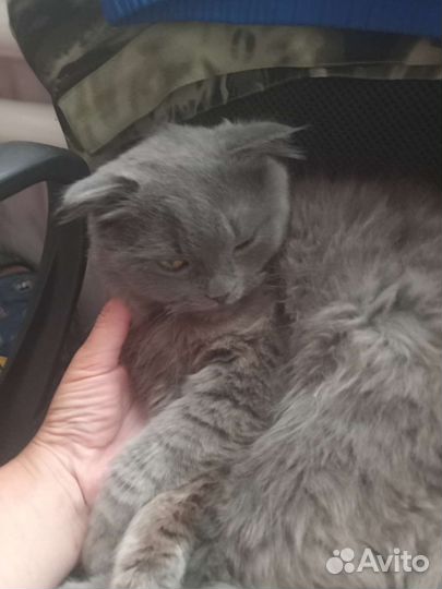 Кот в добрые руки