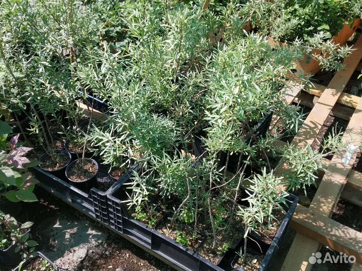 Саженцы облепихи