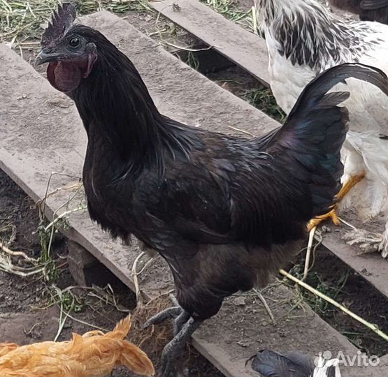 Петушки породистые
