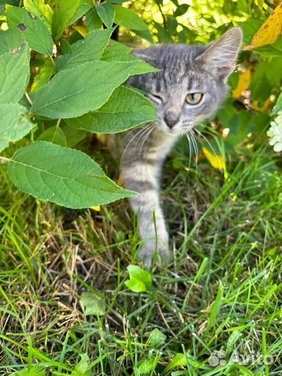 Котенок мальчик в добрые руки. Бесплатно