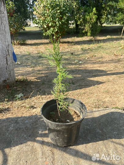 Туя Крымская