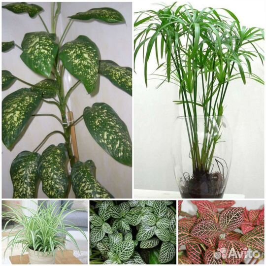 Комнатные растения Диффенбахия Циперус и другие