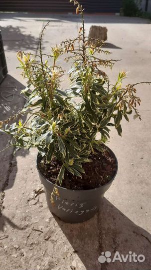 Цеанотусы, Лавровишня и Пиерисы японские