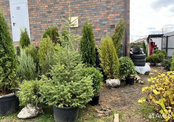 Можжевельник Блю Эрроу для живой изгороди