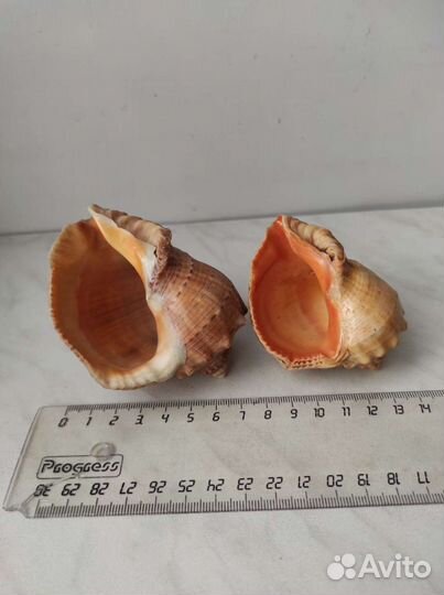 Ракушки для интерьера и поделок