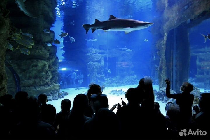 Билеты в Москвариум (океанариум) на ВДНХ