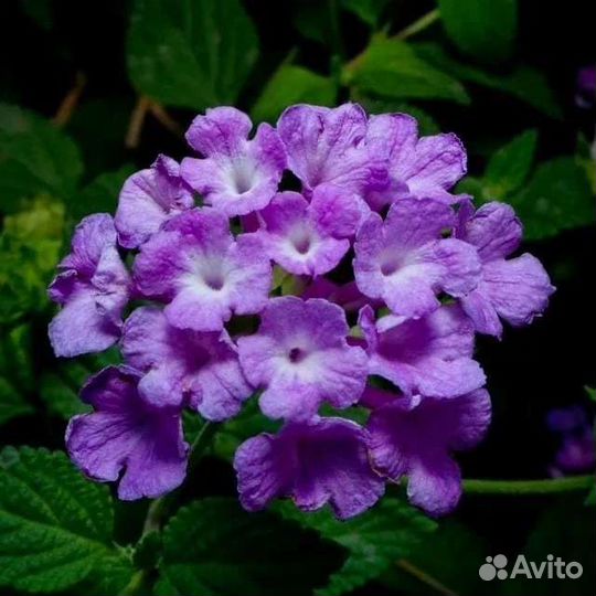 Лантана Камара