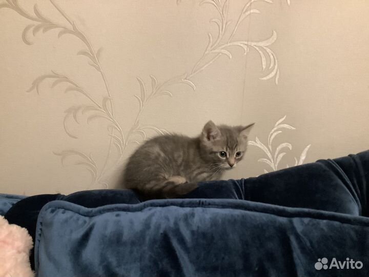 Отдам в добрые руки