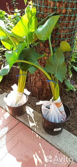 Калла белая, деленка