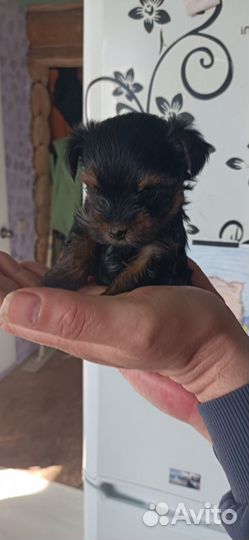 Йоркширский терьер