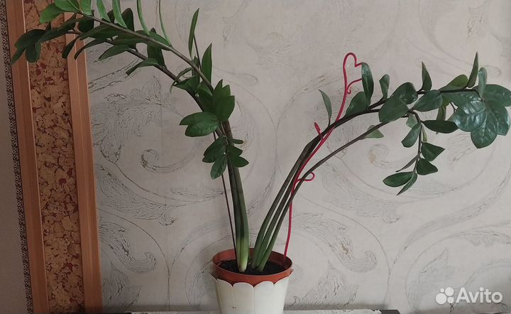 Замиокулькас