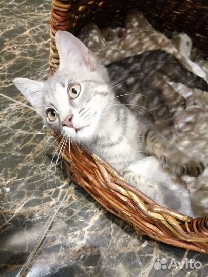 Котенок Игорь, окрас дворянский вискас (серый)