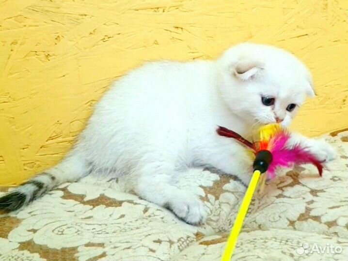 Шотландские шиншиллы