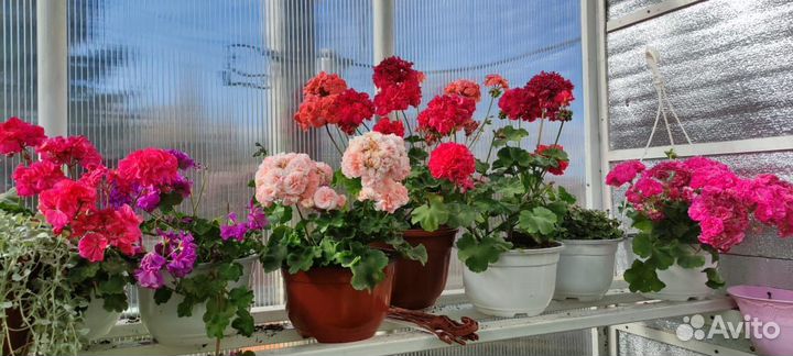 Герань пеларгония