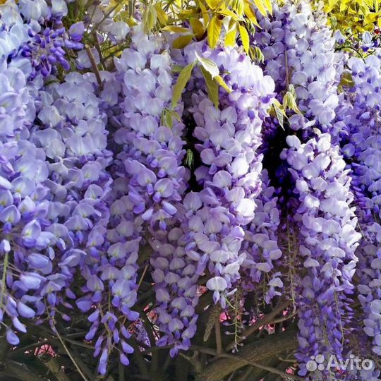 Лианы-Глициния, Кампсис, Жимолость и др