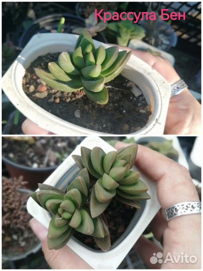 Крассулы сортовые