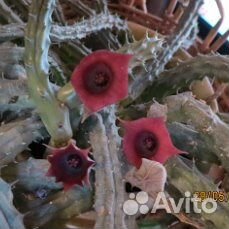 Стапелия.гуэрния орбея