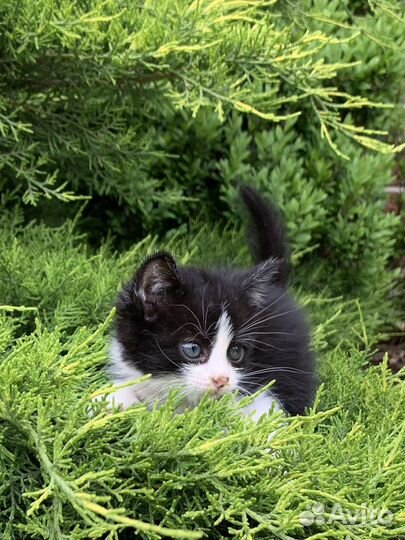 Котята в добрые руки бесплатно