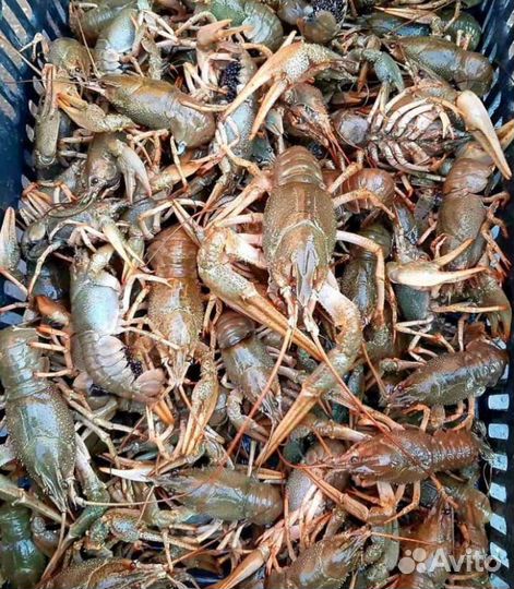 Продам живые раки