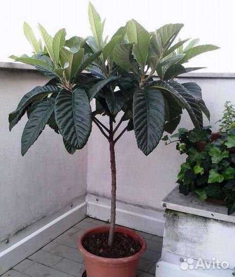 Мушмула японская