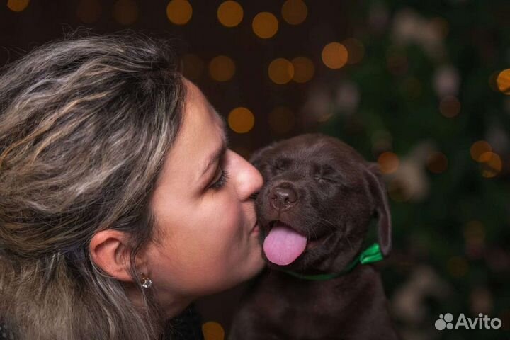 Щенки лабрадора