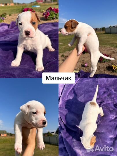 Щенки питбуля