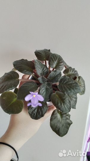 Фиалка/сенполия