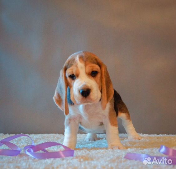 Щенки бигля