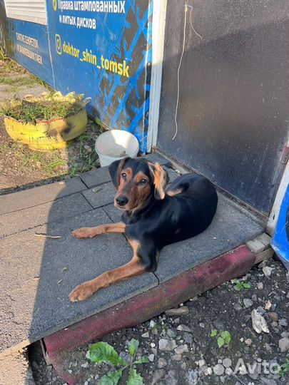 Щенок в добрые руки