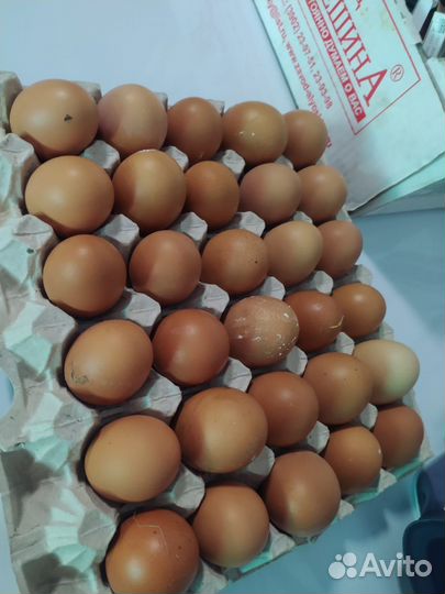 Домашние куриные яйца