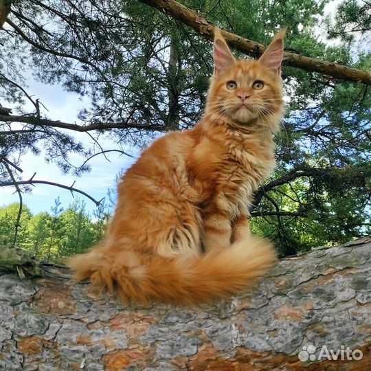 Мейнкун котята полидакты