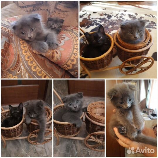 Котята в добрые руки