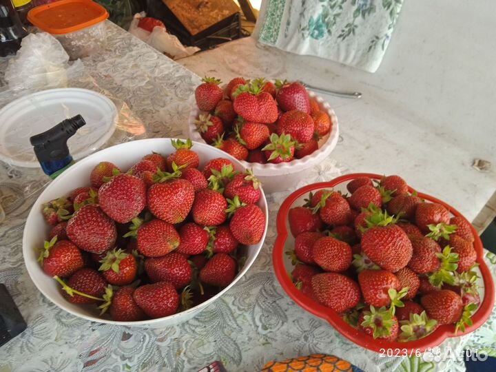 Ремонтантная клубника, 