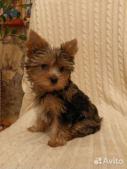 Великолепный и преданный друг семьи