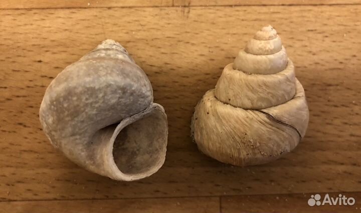 Ракушки камни песок для аквариума хобби