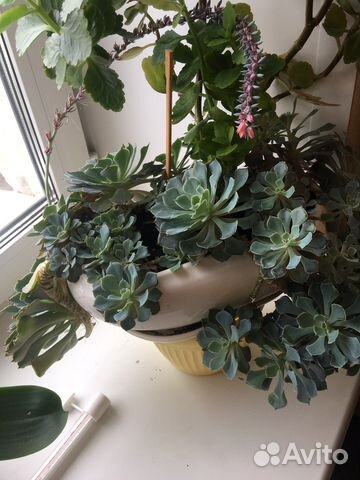 Цветы суккуленты