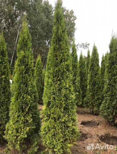 Туя голден глоб