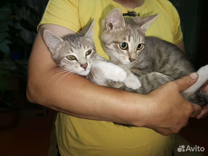 Кошки в добрые руки