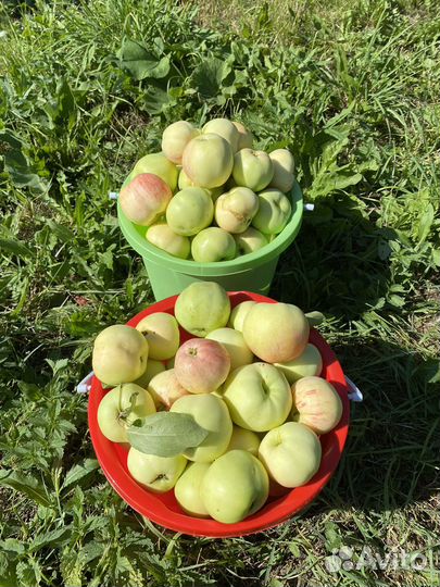 Яблоки домашние