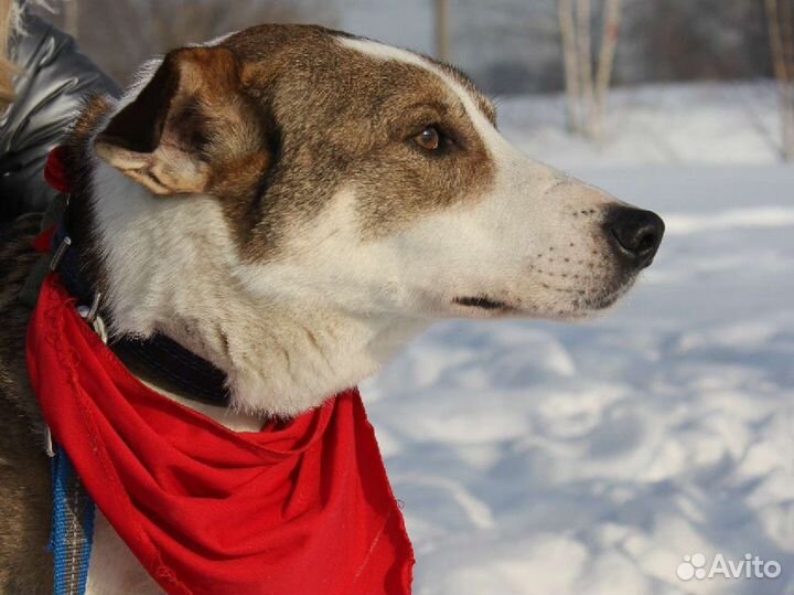 Собака-мечта, хоть и без породы