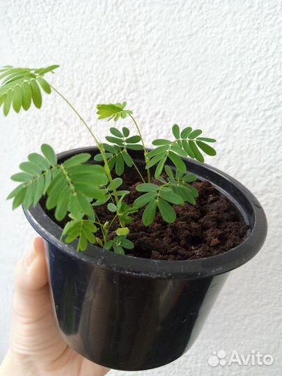 Мимоза стыдливая