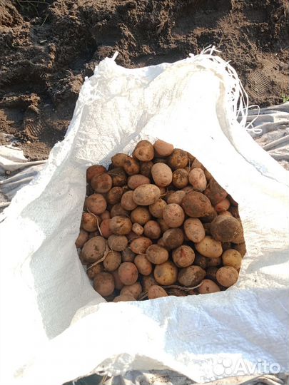 Картофель мелкий на корм