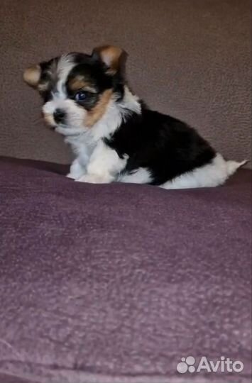 Красивые щенки Биверы