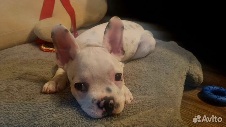 Французский бульдог